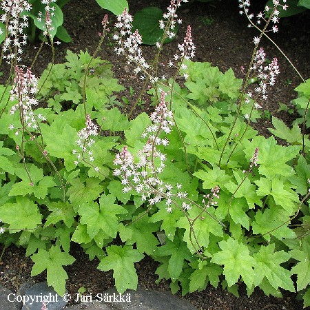 Tiarella cordifolia  'Oakleaf'